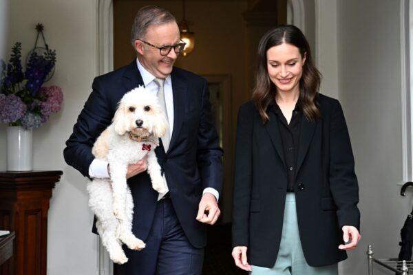 Prime Minister Anthony Albanese with his dog Toto, welcomes Prime Minister of the Republic of Finland Sanna Marin, during a visit to Australia at Kirribilli House, in Sydney, Friday, December 2, 2022. (AAP Image/Dan Himbrechts)