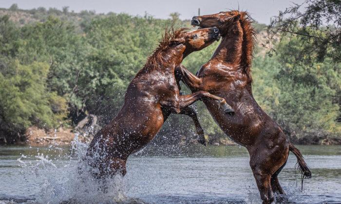 Photographer Braves Snakes and Arizona Heat to Take Incredible Shots of Wild Horses