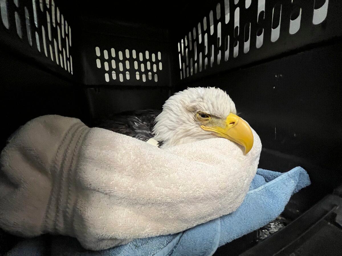 A bald eagle likely poisoned by scavenging the carcasses of euthanized animals that were improperly disposed of at a Minnesota landfill is seen at the University of Minnesota Raptor Center, in Minneapolis in an undated photo. (Courtesy of The Raptor Center via AP)