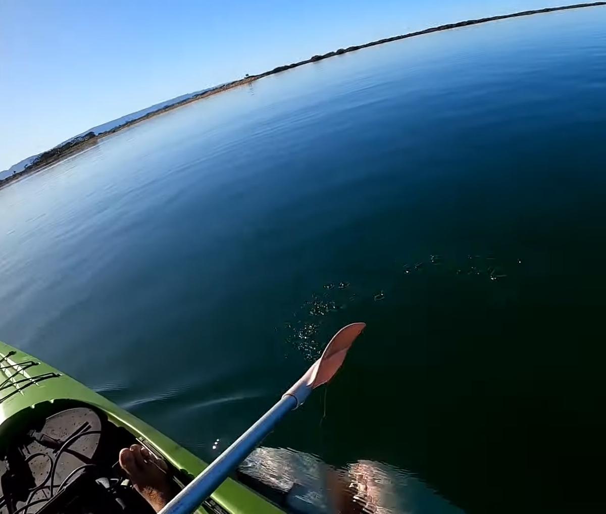GoPro footage shows Gorne's encounter with a great white shark, three miles from Port Augusta in South Australia, last November. (Courtesy of <a href="https://www.facebook.com/matthew.gorne">Matthew Gorne</a>)