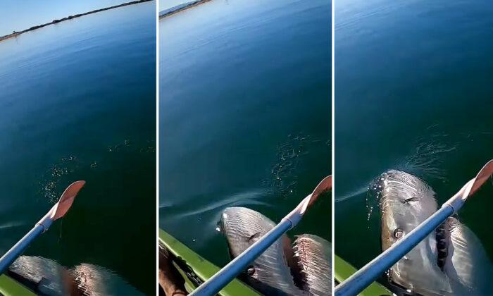 VIDEO: Kayaker Records Terrifying Moment Great White Shark Lunges at His Paddle After Claiming His Kingfish