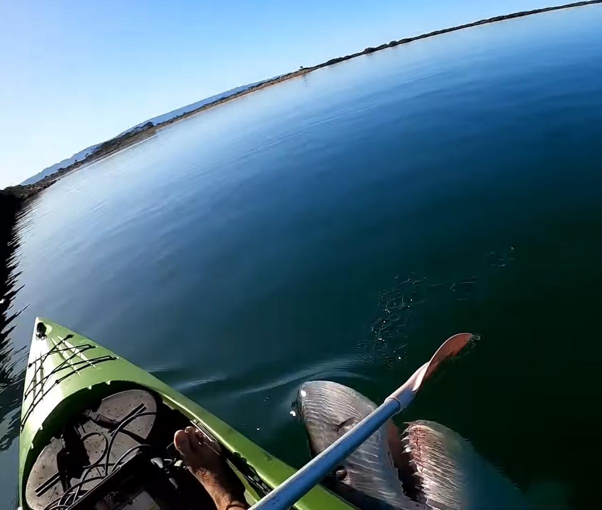 The shark's teeth and eyes are clearly visible in Gorne's footage as it lunges at his paddle. (Courtesy of <a href="https://www.facebook.com/matthew.gorne">Matthew Gorne</a>)