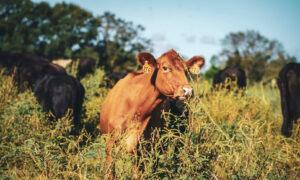 Joel Salatin on Regenerative Farming and How to Make Food Healthy Again