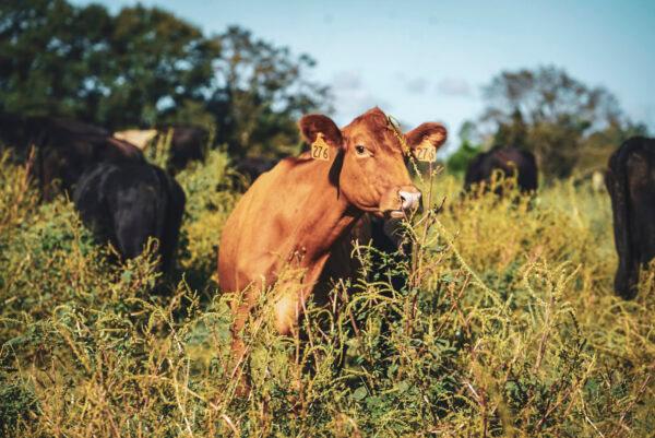 White Oak Pastures’s regenerative farming methods are helping to restore the land’s biodiversity and water quality. (Courtesy of Jenni Harris)