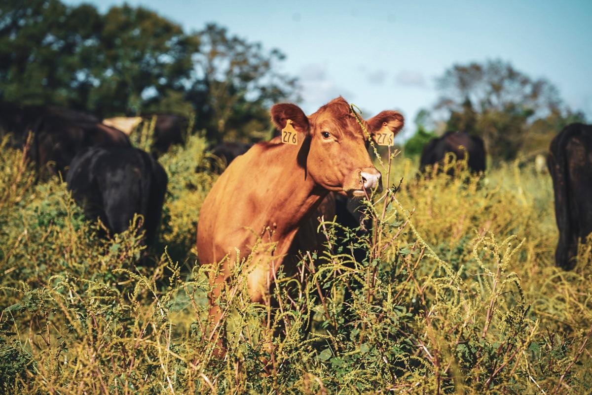 White Oak Pastures’ regenerative farming methods are helping to restore the land’s biodiversity and water quality. (Courtesy of Jenni Harris)