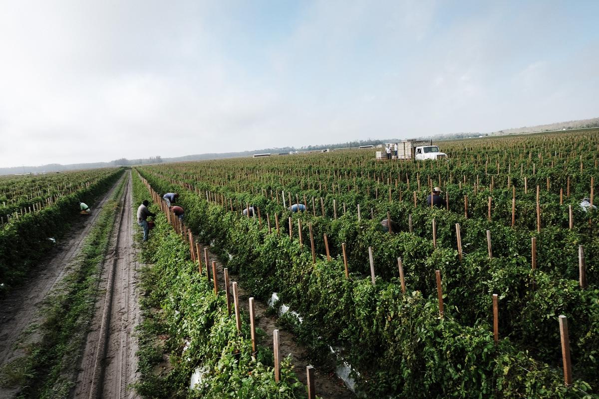 Florida Agriculture Commissioner Wants to Ban Land Sales to Foreign Entitities