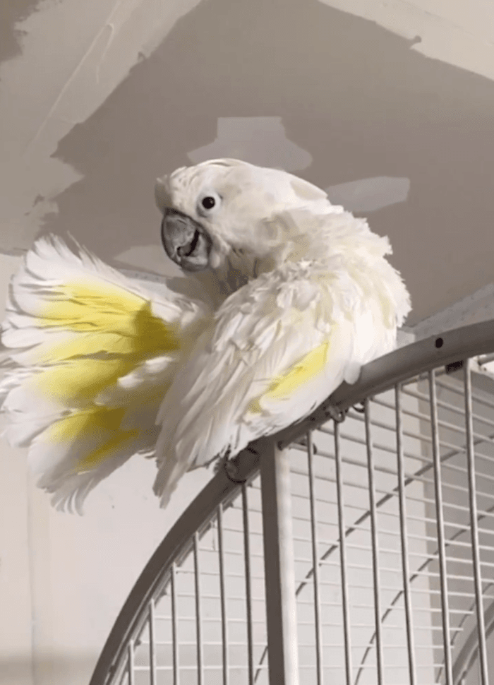 Feather, the 53-year-old cockatoo. (Courtesy of <a href="https://www.instagram.com/stephanie_vito/">Stephanie Vito</a>)