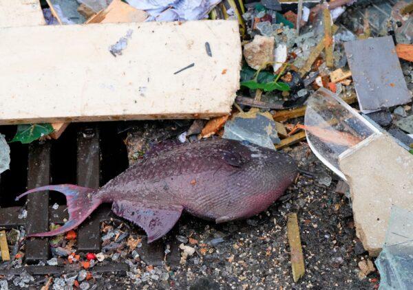 A fish lays in the debris in front of a hotel where an huge aquarium burst in Berlin, Germany, on Dec. 16, 2022. (Soeren Stache/dpa via AP)