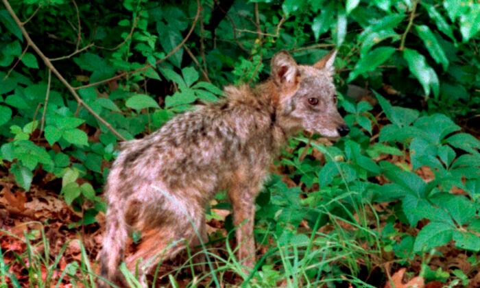Massachusetts Town Hires Federal Officials to Kill Coyotes
