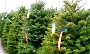 How to Make Sure That Your Christmas Tree Isn’t a Fire Hazard