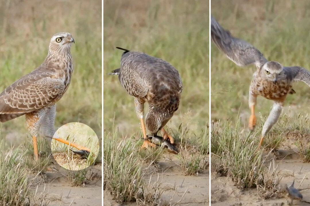 VIDEO: Goshawk Toys With Tiny Lizard That Seems Dead—Then Gets Unexpected Surprise From Prey