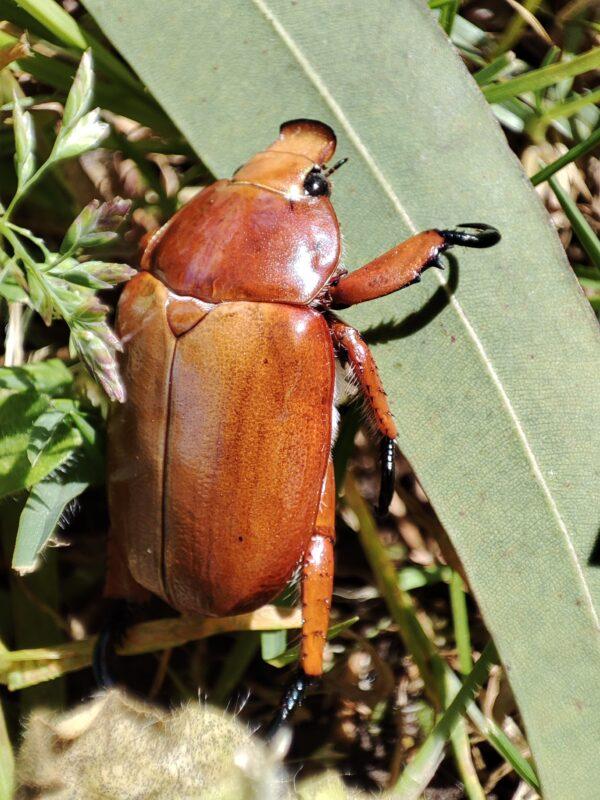 ANU contract lecturer, Paul Cooper said that Christmas beetles do take up colours from their food, but the beetles can only reproduce with beetles of the same species, so recognition is one of the important aspects. (Image supplied by Laura Ospina-Rozo/University of Melbourne)