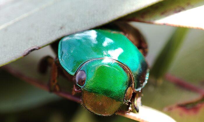 How the Christmas Beetle Plans to Stay Cool During This Hot Holiday Season
