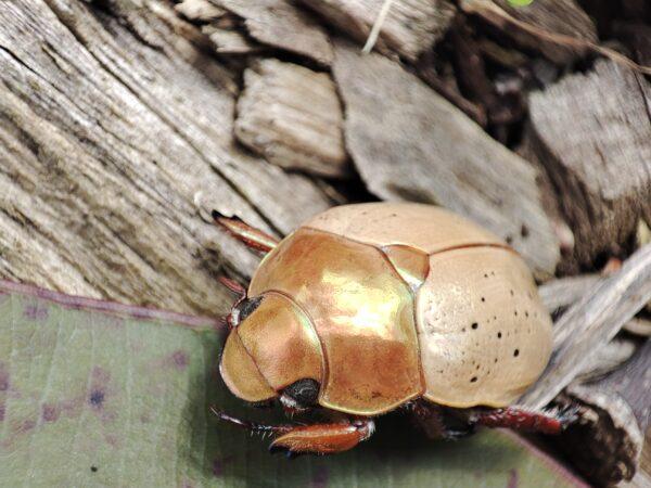 Melbourne University researchers suggest that Christmas beetles may use their elytra to not only shield their body from sunlight through reflection, but also trap the heat away from their body through transmittance and absorption. (Image supplied by Laura Ospina-Rozo/University of Melbourne)