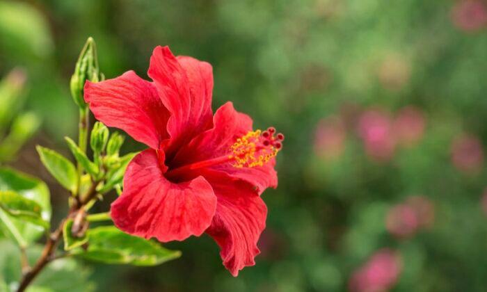 Study: Extract From Hibiscus Improves Cognitive Impairment in Alzheimer’s Disease