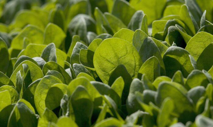Australian Child Among Over 100 Sick From Contaminated Spinach, Recall Announced