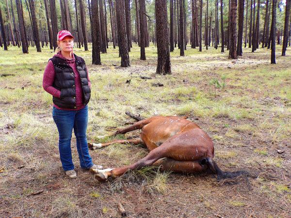 Wild horse advocate Dyan Albers Lowey stands next to one of at least 15 Alpine wild horses found shot and killed in the Apache-Sitgreaves National Forests on Oct. 17, 2022. (Allan Stein/The Epoch Times)
