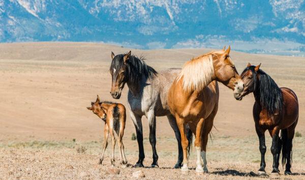 Wild horses roam throughout the Carson Valley. (Dennix Lennox)