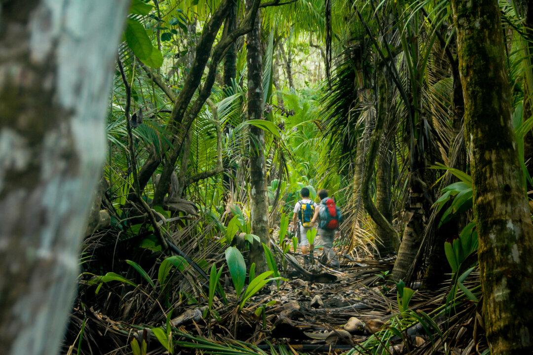 Three Directors Charged With Fraud Over ‘Ethical’ Forests in Costa Rica