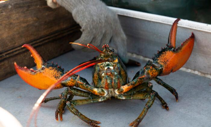Lawmakers Using Spending Bill to Delay Lobster Restrictions