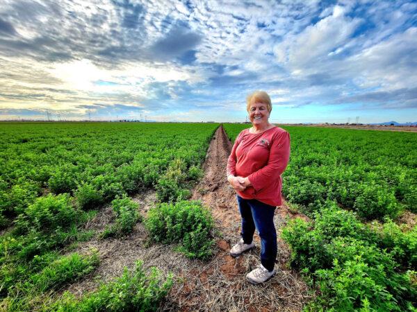 Cotton farmer Nancy Caywood of Caywood Farms in Casa Grande, Ariz., stands in a field of green alfalfa on Dec. 7, 2022. Caywood is hopeful 2023 will be a better—and wetter—year for growing crops. (Allan Stein/The Epoch Times