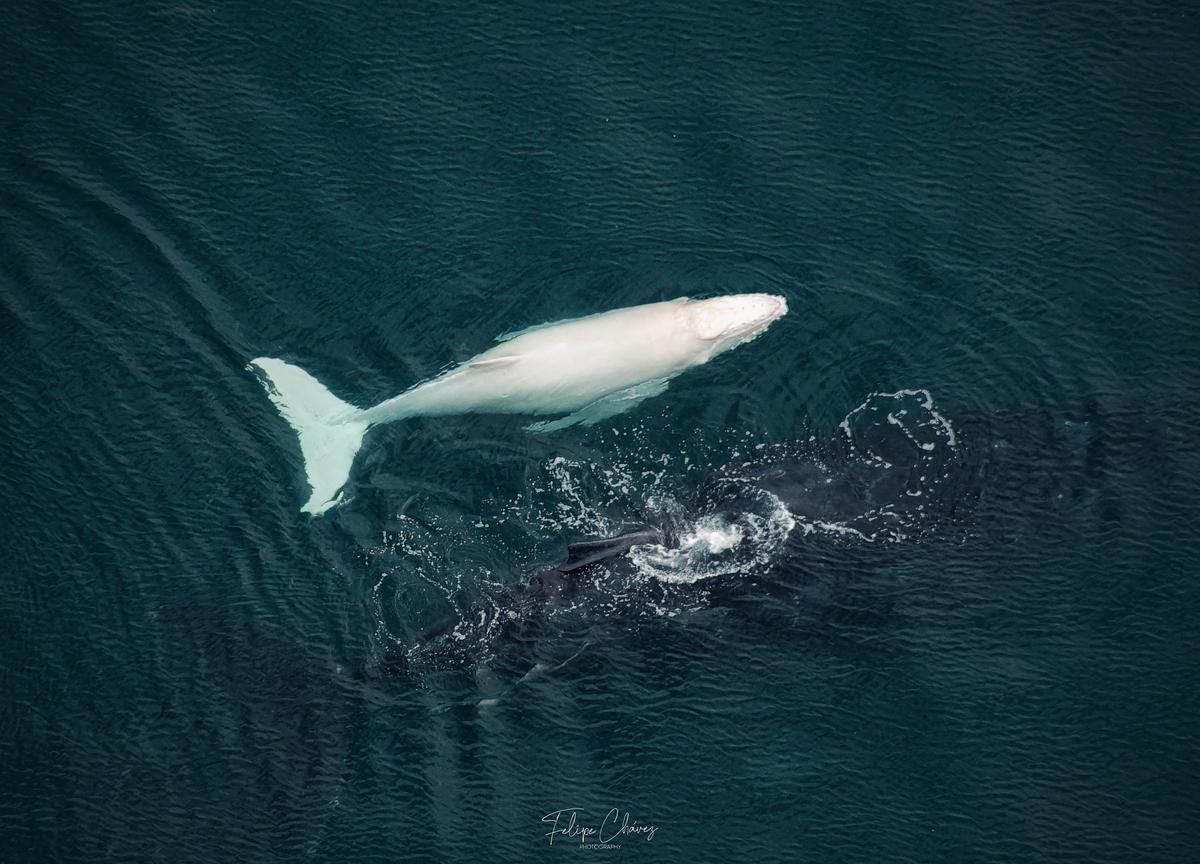 An albino humpback whale. (Courtesy of <a href="https://www.instagram.com/felipe_cj93/">Felipe Chavez</a>)