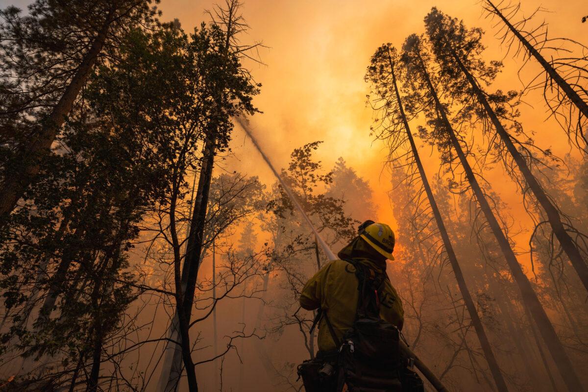 A firefighter hoses a burning tree at the so-called Oak Fire near Midpines, Calif., on July 24, 2022, a day after Gov. Gavin Newsom declared a state of emergency as the wildfire continued to scorch thousands of acres. (DAVID MCNEW/AFP via Getty Images)