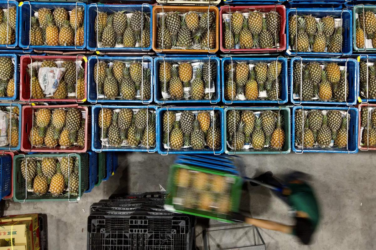 Crates of pineapples being sorted at a warehouse in Pingtung county, Taiwan on March 16, 2021. (Sam Yeh/AFP via Getty Images)