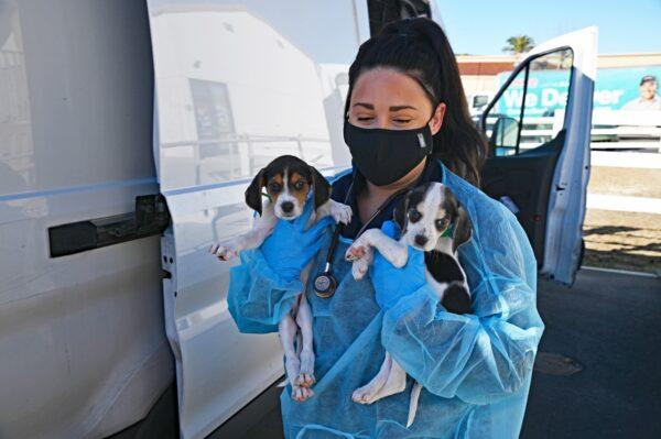 Rescued puppies arrive at the Helen Woodward Animal Center in Rancho Santa Fe, Calif., on Dec. 21, 2022. (Courtesy of Helen Woodward Animal Center)