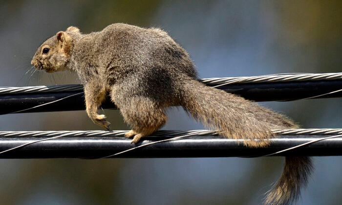 Squirrel Knocks Out Power to Thousands in San Diego
