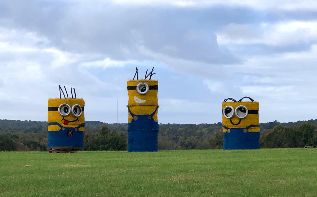 Hay Bale sculptures of Minions from the popular movie series, "Despicable me." (Courtesy of <a href="https://www.facebook.com/groups/320200669469831/">Melissa Kelley</a>)