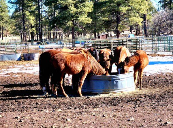 Alpine wild horses feed on hay from a metal cistern at the ranch of Molly Wisecarver in Williams, Ariz., on Dec. 23, 2022. (Allan Stein/The Epoch Times)