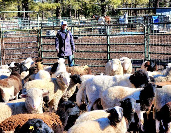 Ranch owner Molly Wisecarver herds 60 sheep in Williams, Ariz., on Dec. 23, 2022. Wisecarver accepted nine wild horses purchased in an online auction for temporary housing. (Allan Stein/The Epoch Times)