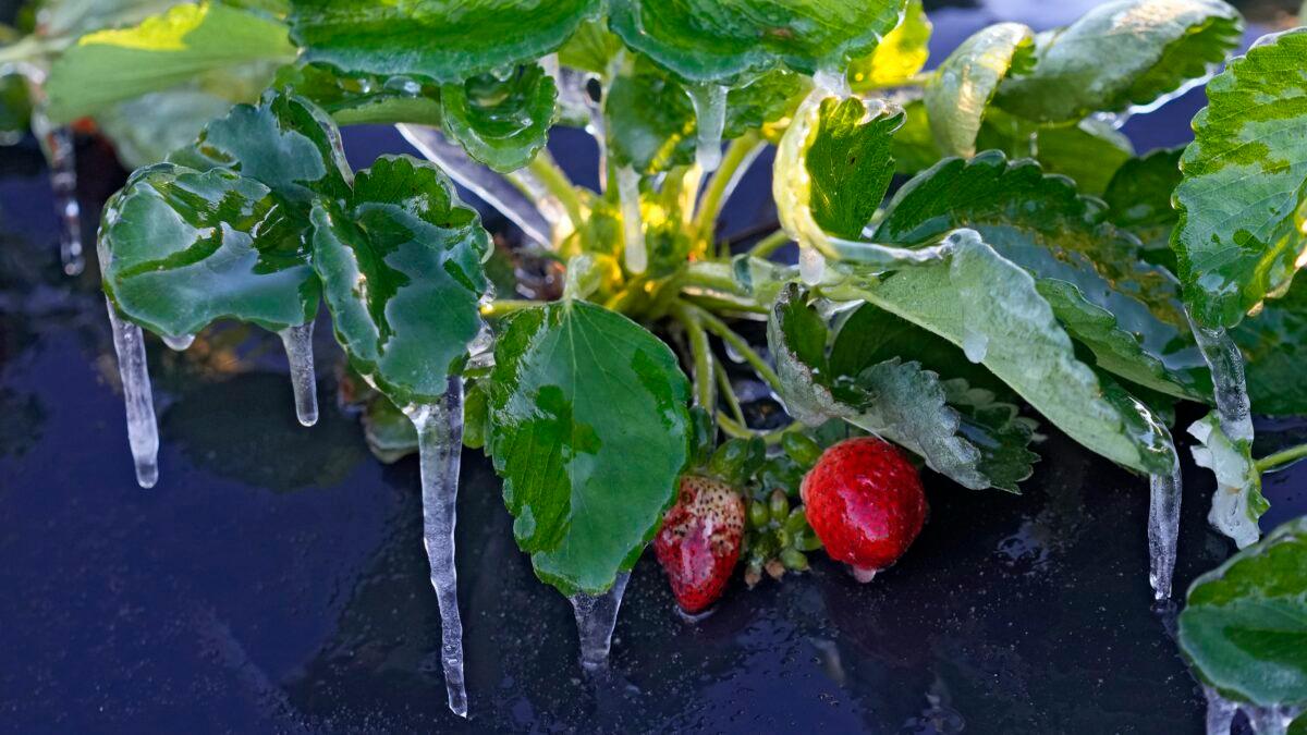 Icicles cling to strawberry plants at a field in Plant City, Fla., on Dec. 24, 2022. (Chris O'Meara/AP Photo)