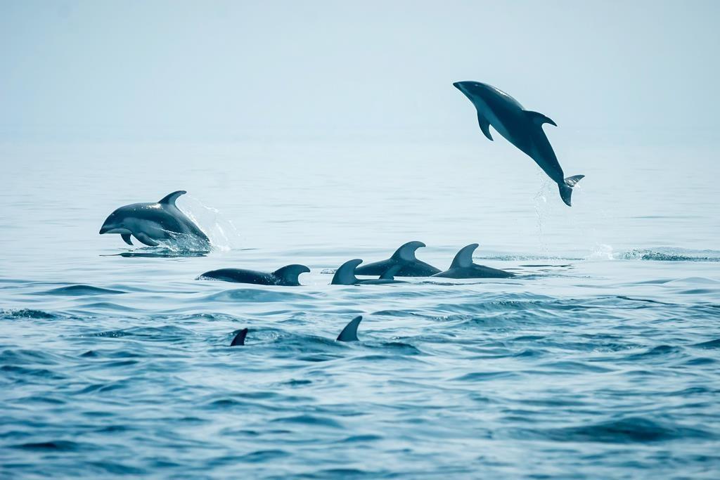 Dolphins Delight With Return to BC Waters, but Some See ‘Invasive Species’