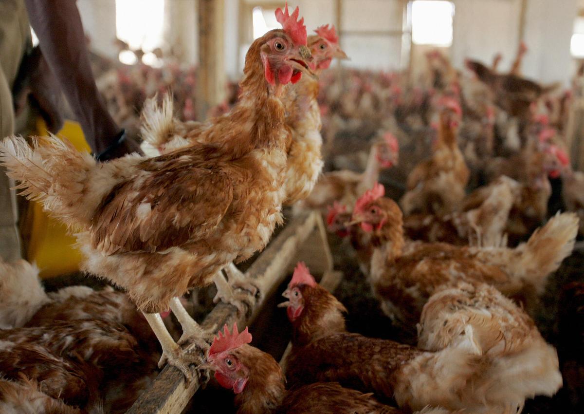 Niger Reports Severe Bird Flu Among Poultry, Says WOAH