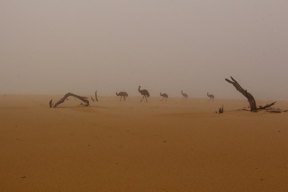 Emu Mist by Christian Spencer was shortlisted for Birds in the Landscape category. (Courtesy of Christian Spencer via <a href="https://www.birdlifephotoaward.org.au/">BirdLife Australia</a>)