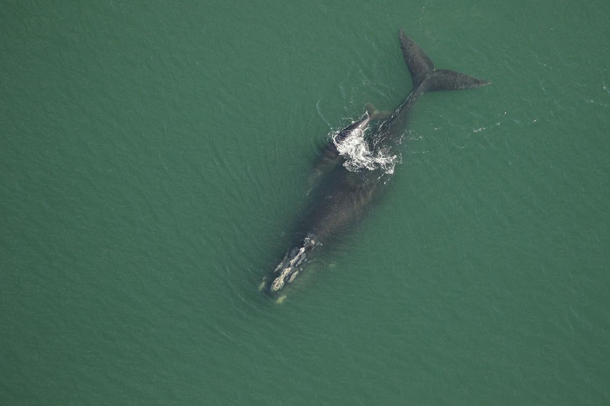 Archipelago (#3370) and calf. (Florida Fish and Wildlife Conservation Commission, NOAA permit 20556)