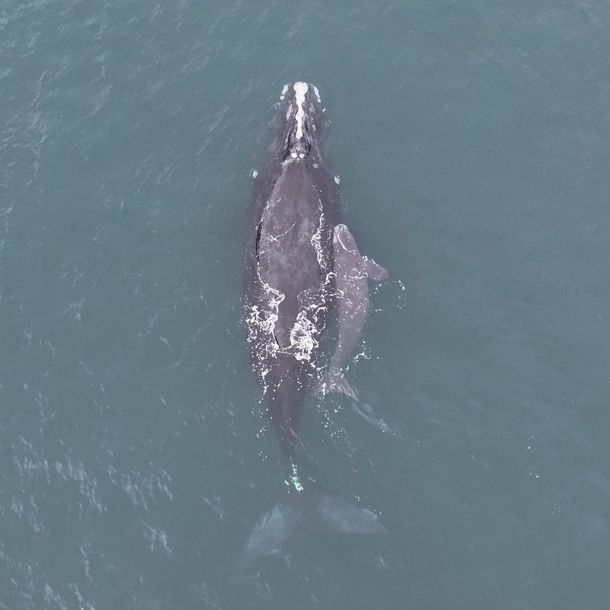 Porcia and her calf. (Georgia Department of Natural Resources, NOAA permit #21371-04)