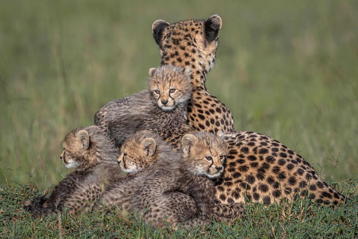 A serene picture of a cheetah family relaxing in the Mara. (SWNS)