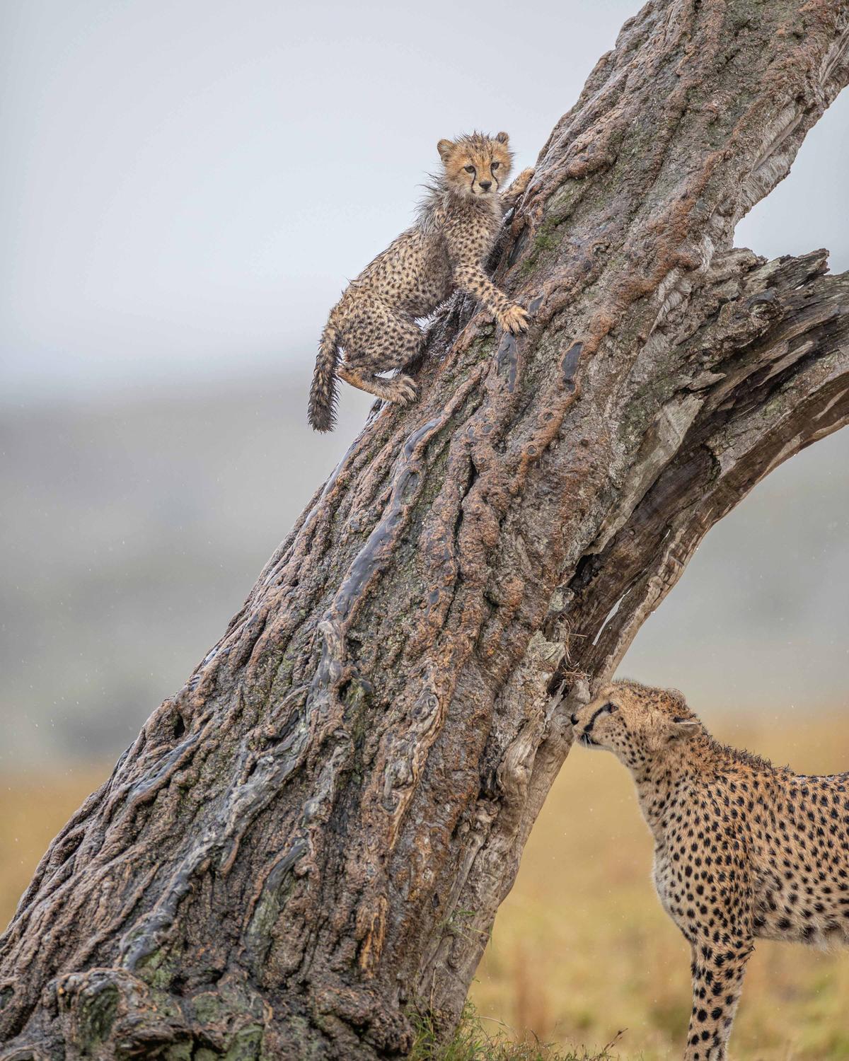 A cheetah cub climbs a tree next to an adult big cat of the same species. (SWNS)