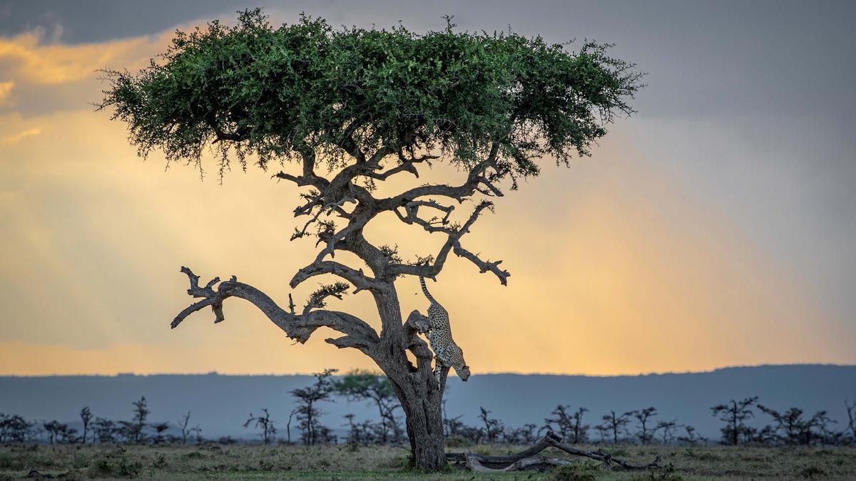 A photo by Paul Goldstein shows a cheetah dismounting from a tree in "The Mara" in Kenya. (SWNS)