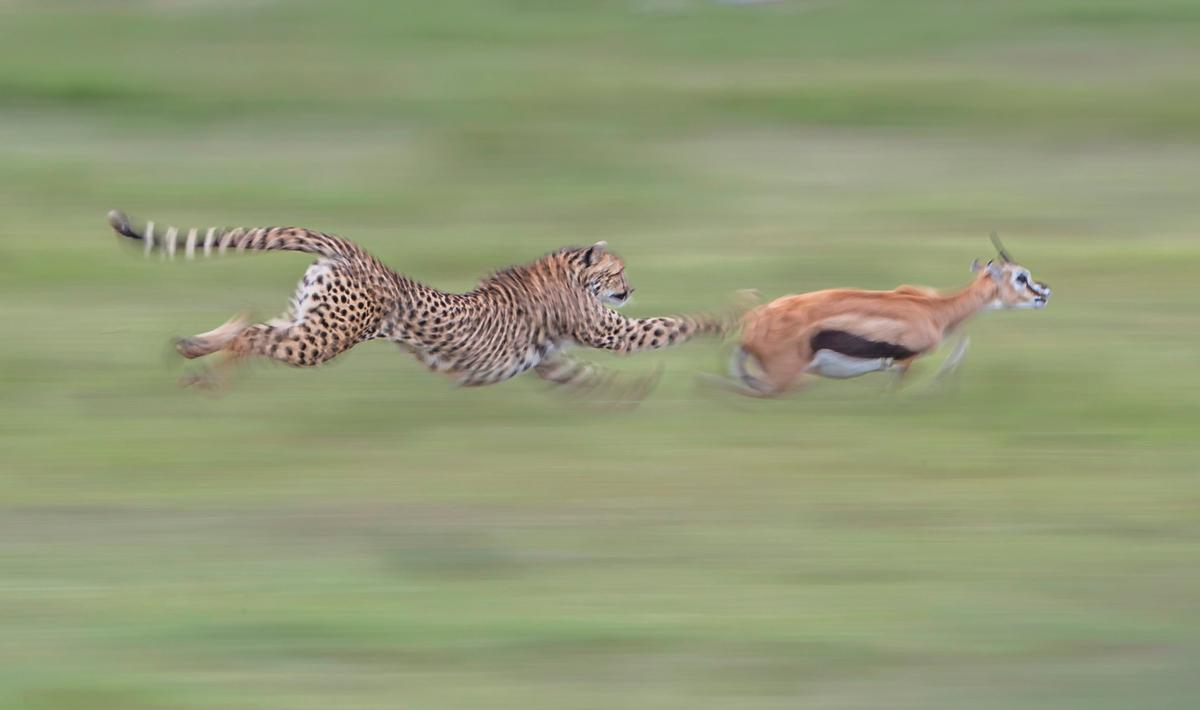 With lightning-fast speed, a hunting cheetah catches its prey on the run. (SWNS)