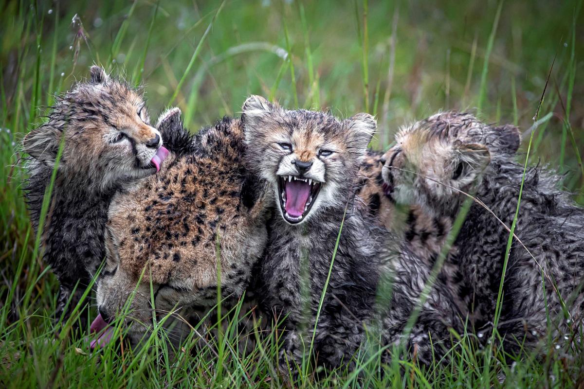 A cheetah family during a playful grooming session. (SWNS)
