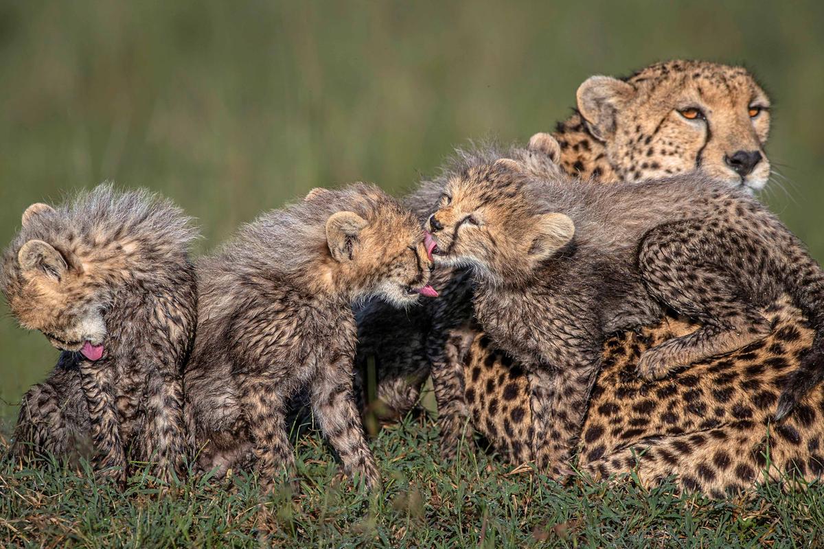 A photo shows the cheetah cubs grooming each other. (SWNS)