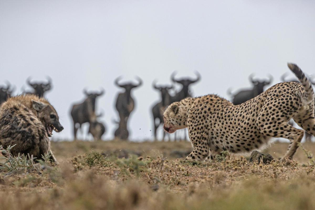 While feasting, a cheetah warns off a scavenging hyena. (SWNS)