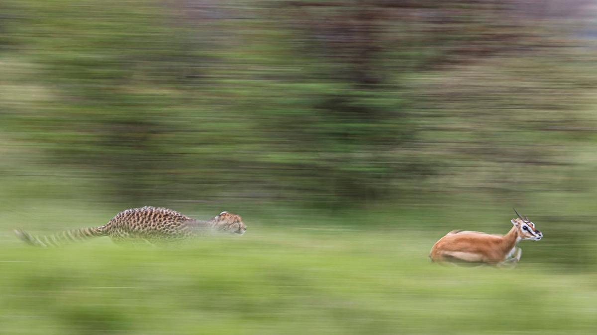 An adult cheetah springs into action in pursuit of its prey, a young gazelle antelope. (SWNS)
