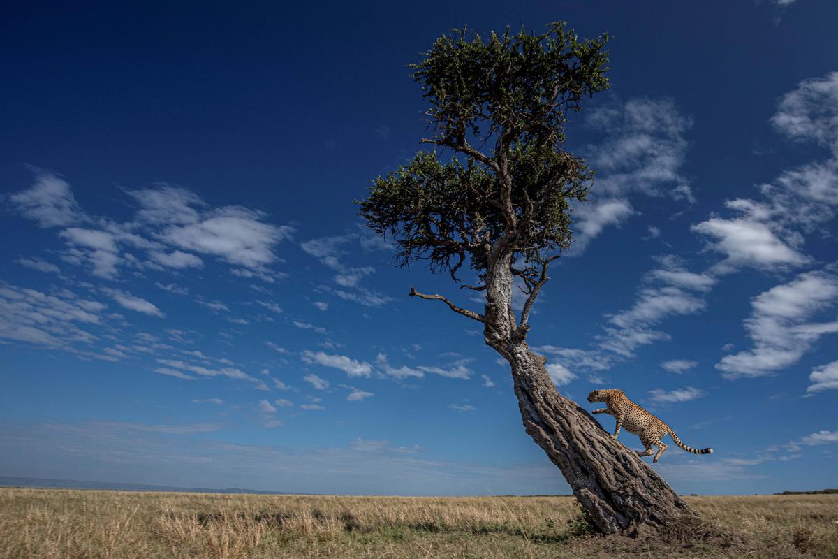 A cheetah climbing into a perch in the Mara. (SWNS)