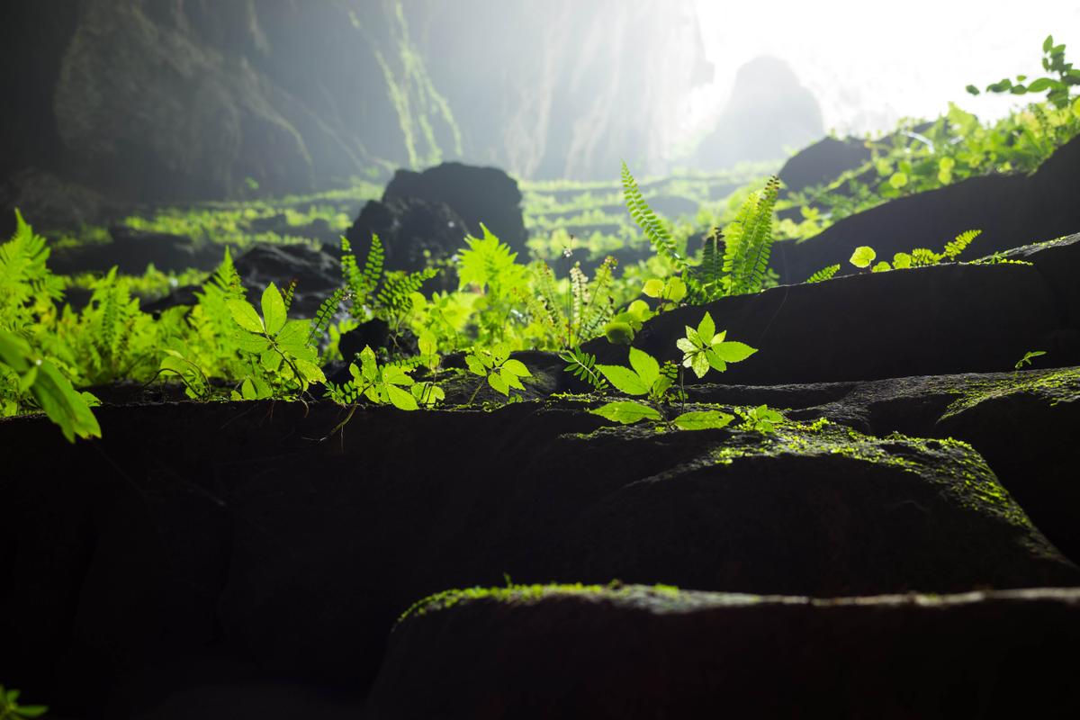 Vegetation thrives in the cave ecosystem of Son Doong. (Vietnam Stock Images/Shutterstock)