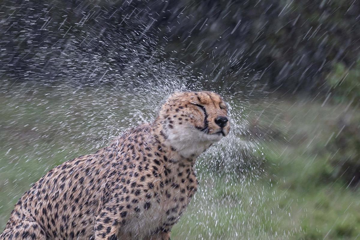 A cheetah shakes water off its body after getting a good soak. (SWNS)